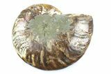 Cut & Polished Ammonite Fossil (Half) - Madagascar #364935-1